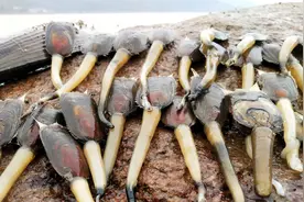 海滩豆芽每个巴掌长，渔民抓几十个煮一盘，给大家分享怎么吃