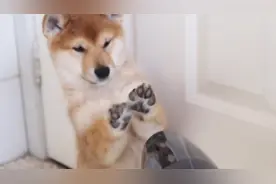 柯基一只都是开开心心，只要一洗澡就变脸，镜头记录全过程