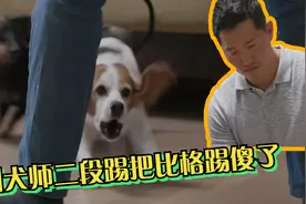 12岁比格犬迫害主人长达8年，训犬师两段踢把狗踢傻了眼视频封面