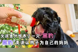 女孩收养一只出生八天的黑豹，却没想到它将狗子误认为自己的妈妈