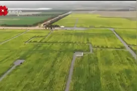 未央宫遗址公园230亩油菜花田花开正好视频封面