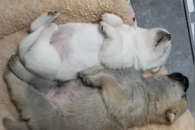 打扰小奶狗睡觉视频封面
