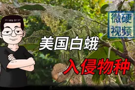 能吃又能生，还能让树木“一夜秃头”！美国白蛾入侵有多可怕？视频封面