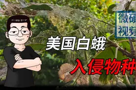能吃又能生，还能让树木“一夜秃头”！美国白蛾入侵有多可怕？视频封面