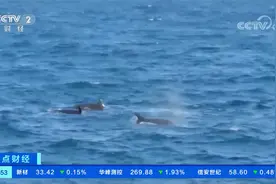 海南：海警巡逻时偶遇海豚群视频封面