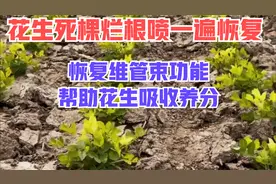 花生死棵烂根喷一遍恢复，恢复维管束功能，帮助花生吸收养分