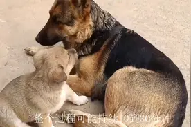 公狗和母狗交配在一起，如果强行分开，会有哪些后果？视频封面