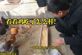 农民买了一种防止鸡吃鸡蛋的药，给鸡混合在饲料里，看效果咋样。视频封面