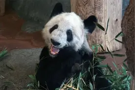 美动物园宣布将大熊猫“丫丫”和“乐乐”归还中国视频封面
