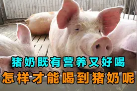 猪奶的营养价值比牛羊都高，怎么样才能喝到猪奶呢？视频封面