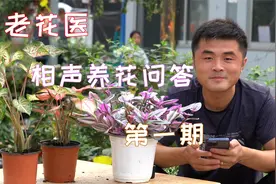 水大了怎么办？跳虫怎么处理？老花医相声养花问答：第一期。视频封面