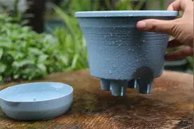 用什么花盆养花，不用浇水？园艺师教你，用懒人花盆可以自动吸水视频封面