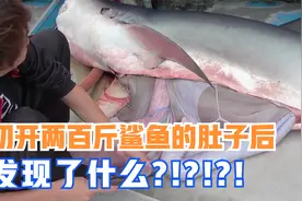 金子小哥切开两百斤鲨鱼的肚子后，发现了什么？！还要拿回去吃？视频封面