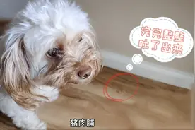 为啥狗狗会把自己吐出来的东西吃进去？我才知道原来是这么回事