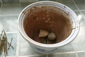 养花前先垫盆!盆底加这三样小东西,不烂根、不积水、花肥都省了视频封面