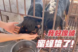 天气转凉，遛狗的时候狗子被蜜蜂蛰了怎么处理？智慧佳佳上线啦视频封面
