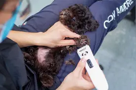 小奶狗刚4个月被主人送来第一次做美容，吃的肥嘟嘟的超可爱视频封面