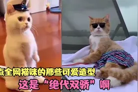 盘点全网猫咪的那些可爱造型，小喵咪这帽子一带太可爱了，优秀。视频封面