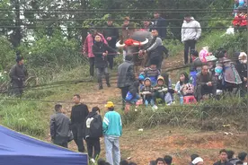 几十万的一头牛，出场的方式就是要这样！视频封面