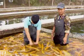 致富经：沙漠里长出的金鳟鱼，你吃过吗，50元一斤！视频封面