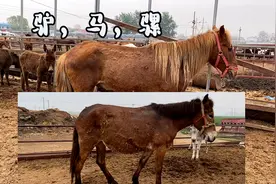 骡子和马怎么区分？“是骡子是马牵出来溜溜”今天给大家介绍一下视频封面