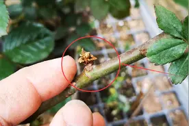 月季新芽发黑怎么回事？4种原因，看看你中了几招？视频封面