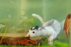 猫咪害怕的小龙虾，只是宠物貂的零食而已视频封面