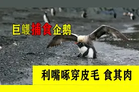 “海洋屠夫”巨鹱，捕食企鹅为食，凶狠不亚于秃鹫视频封面