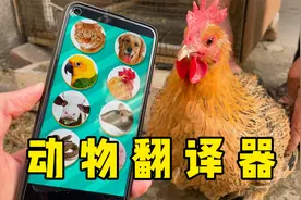 动物翻译器，能和8种动物无障碍交流，大公鸡听后惊呆了？视频封面