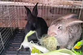 给兔子改善一下生活，喂点香甜玉米皮，一个个竟抢着吃视频封面
