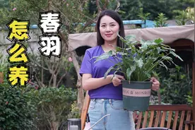 秋季春羽怎样养护，做好这几点，不黄叶不烂根，长势爆盆