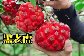 血藤果又名黑老虎,我们这里叫饭耙坨,你们那里叫什么?视频封面