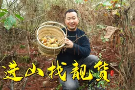 农村田地间到处都是宝，玉平挖折耳根捡野生菌，纯天然有钱不好买视频封面