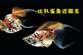一次能生100条小鱼，比孔雀鱼还好养活，你家鱼缸养过吗？视频封面