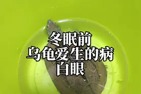冬眠前乌龟白眼病了怎么办？秋季巴西龟白眼原因和处理方法步骤视频封面