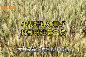 小麦拌种剂时，注意做好这三点，防治病虫害的效果才能更好视频封面