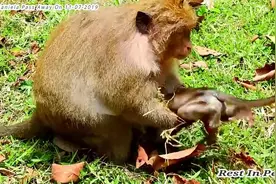 母猴桑特拉袭击小猴子丹妮拉，小猴子被拖拽而行，生死不明！视频封面