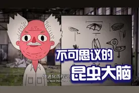 为什么昆虫的大脑这么不可思议视频封面