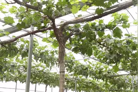 当年定植的葡萄苗木，明年不能挂果时，我们后续工作该怎么做？视频封面