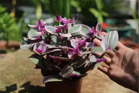 什么花美得像油画？它就是油画婚礼，园艺师教你怎么养视频封面