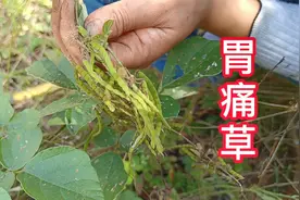 被传得沸沸扬扬的胃痛草究竟长啥样？看完视频懂了，我家门口都有