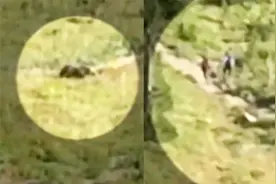 惊险！500磅重灰熊加速冲向3名游客 3人尖叫奔逃躲过一劫视频封面