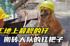 狗狗在工地上混2年，成为搬砖队扛把子，网友调侃它是狗界的传奇视频封面