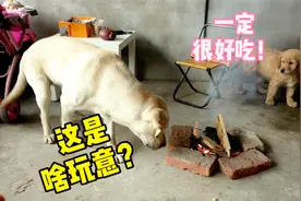 下雨天在阳台生起一堆篝火，很好奇狗狗会像别的动物一样怕火吗？
