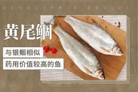 黄尾鲴——与银鲴相似，药用价值较高的鱼视频封面