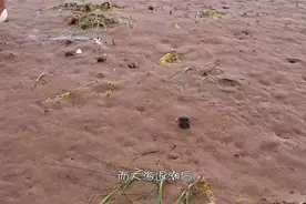 退潮后，沙滩上全是密密麻麻的“小管子”，还不停地飙水，赚了！