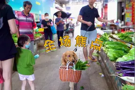 小伙子去买菜，金毛帮忙叼菜篮子，路人纷纷围观拍照！视频封面