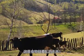 澳洲出现牛吃蛇现象，这是怎么回事？