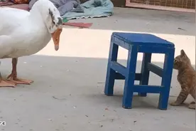 当猫咪遇上大鹅，上演一场极限拉扯.....