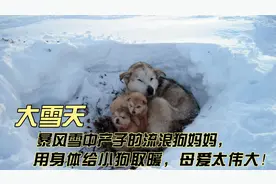 暴风雪中产8只幼崽的流浪狗妈妈，用身体给小狗取暖，母爱太伟大视频封面